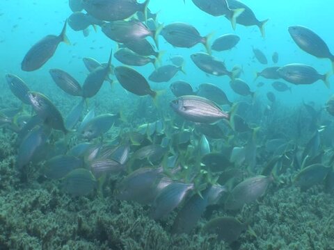 sarpa fish school underwater eating and swimming sarpa salma dream fish ocean scenery
