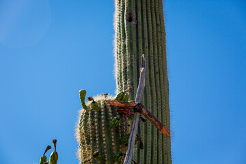 These Ku’ipad (saguaro ribs with cross members) are used to harvest saguaro fruit in a...
