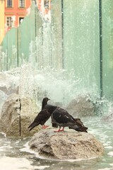 Gołębie przy fontannie we Wrocławiu