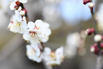 早春の公園に咲く梅の花