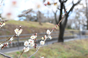 早春の公園に咲く梅の花