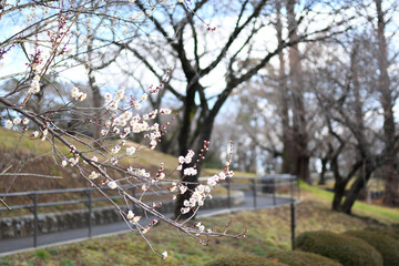 早春の公園に咲く梅の花