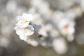 早春の公園に咲く梅の花
