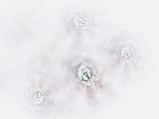 surreal, calming white abstract background made of succulents