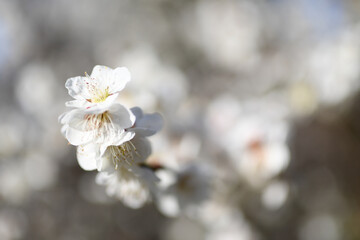 早春の公園に咲く梅の花