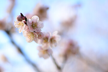 早春の公園に咲くピンク色の梅の花
