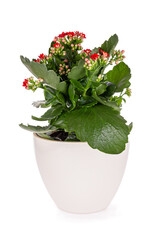 Side view of a red flowering Christmas kalanchoe (Kalanchoe blossfeldiana) in a white floweringpot, isolated on a white background
