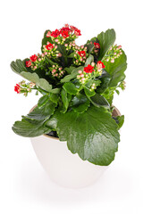 top/side view of a red flowering Christmas kalanchoe (Kalanchoe blossfeldiana) in a white floweringpot, isolated on a white background