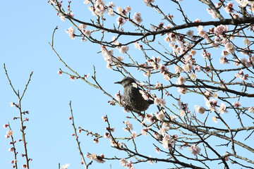 早春の公園に咲くピンク色の梅の花と鳥