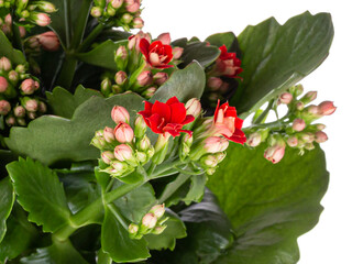 Detailled view of a red flowering Christmas kalanchoe (Kalanchoe blossfeldiana), isolated on a white background