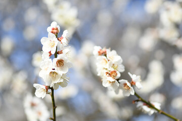 早春の公園に咲く梅の花
