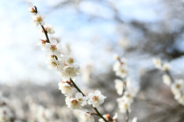 早春の公園に咲く梅の花