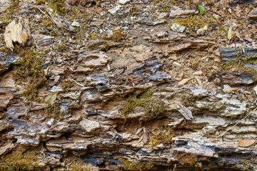 rock texture close up with green moss and roots. High quality cracked boulder, fractured