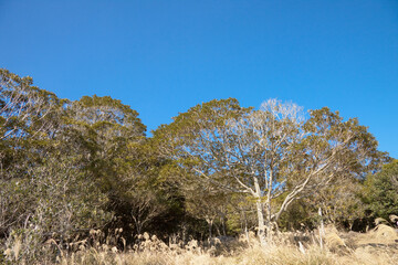 Obraz premium 入来八重山の山頂と青空 
