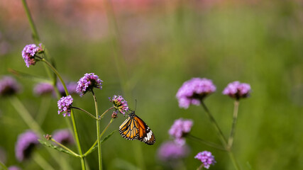 Selective focus of purple flowers or Amaranth with butterfly and blurred background