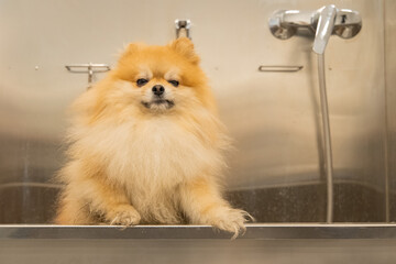 unhappy dissatisfied and funny dog portrait after shower in grooming salon Spitz small domestic pet...