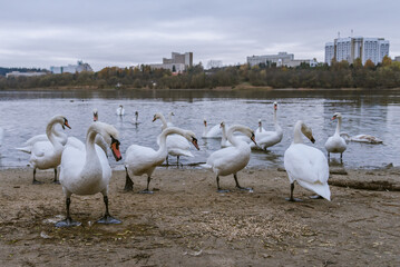 Swans on the lake in Truskavets, Ukraine.