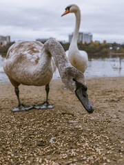 Swans on the lake in Truskavets, Ukraine.