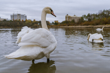 Swans on the lake in Truskavets, Ukraine.