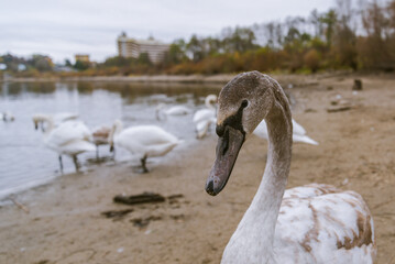 Swans on the lake in Truskavets, Ukraine.