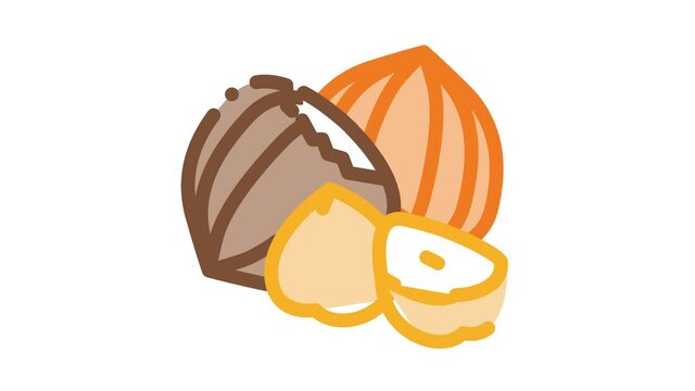 hazelnut nut Icon Animation. color hazelnut nut animated icon on white background