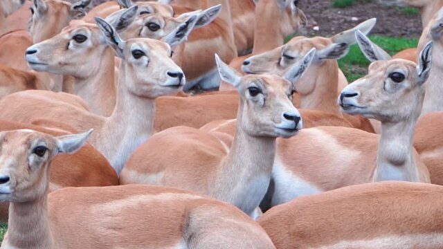 Resting herd of female blackbuck antelopes, antelope closeup in a safari park