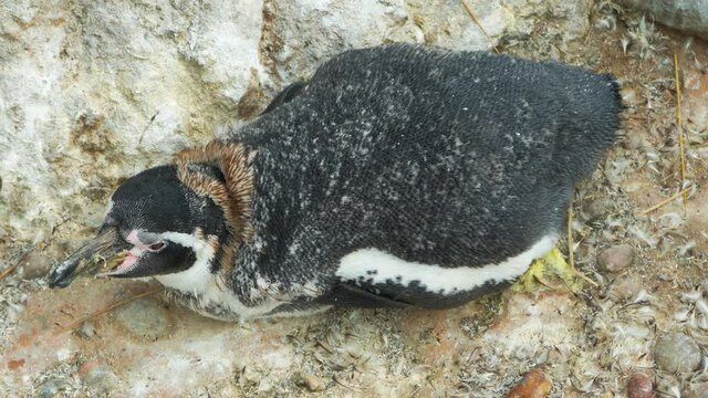 Close-up of a penguin chick during moulting, a penguin chick napping, 4K