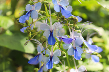 Closeup of the blue butterfly bush flowers