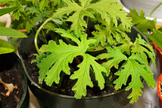 Closeup of a small citrenella plant growing