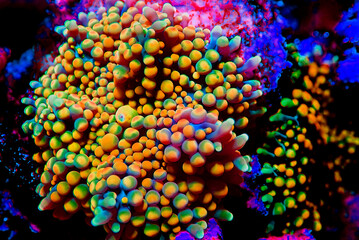 Ricordea florida colorful mushroom coral © Kolevski.V