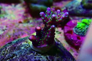 Garf Bonsai Acropora - Purple body with green polyps Acropora SPS coral
