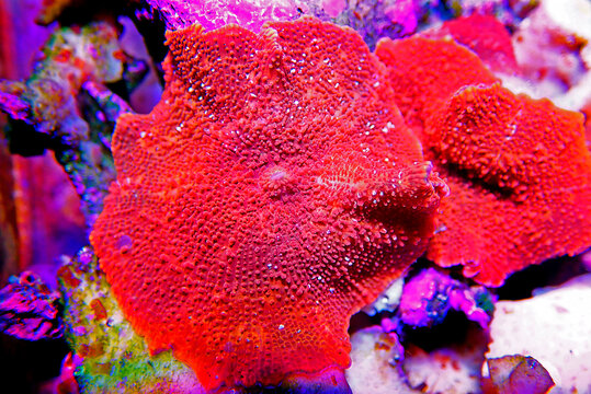 Ultra Red Discosoma Mushroom Coral - (Actinodiscus sp.) 