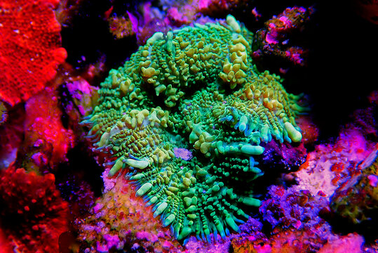 Yellow Claw Rhodactis Mushroom soft coral 