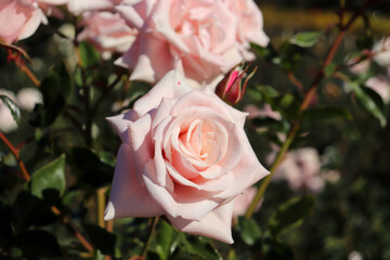 薔薇 ローズ バラ ピンク パステル 柔らかい きれい 優美