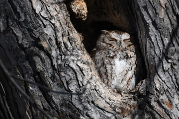 Closeup of an Eastern Screech Owl sleeping in a hole in a trunk
