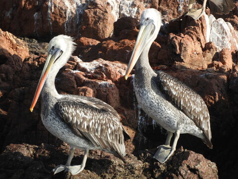Pelican from Paracas