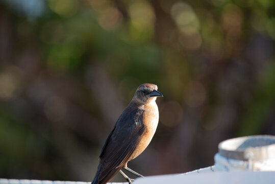 Boat Tailed Grackle