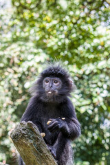 The Javan lutung (Trachypithecus auratus) is eating peanut,  also known as the ebony lutung and Javan langur, is an Old World monkey from the Colobinae subfamily