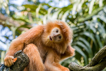 The Javan lutung (Trachypithecus auratus) closeup image,  also known as the ebony lutung and Javan langur, is an Old World monkey from the Colobinae subfamily