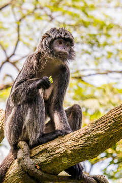 The Javan lutung (Trachypithecus auratus) is eating food,  also known as the ebony lutung and Javan langur, is an Old World monkey from the Colobinae subfamily