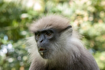 The purple-faced langur (Semnopithecus vetulus)  is a species of Old World monkey that is endemic to Sri Lanka. The animal is a long-tailed arboreal species, identified by a mostly brown dark face.
