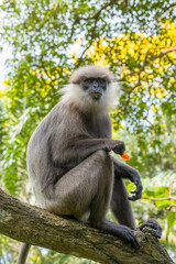 The purple-faced langur (Semnopithecus vetulus)  is a species of Old World monkey that is endemic to Sri Lanka. The animal is a long-tailed arboreal species, identified by a mostly brown dark face.