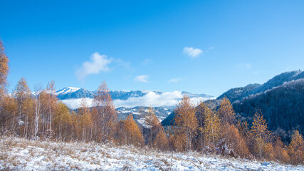 A panoramic shot of a forest of autumn trees under a bright sky in winter