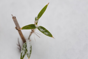 雪，冬，雪景色