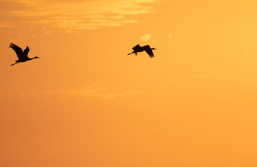 Pair of hooded cranes flying with back of evening glow