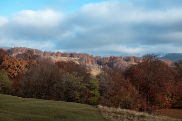 A panoramic shot of a forest of autumn trees under a cloudy sky