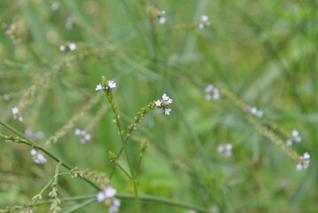 flower in grass