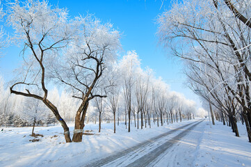 The beautiful forests with rime in winter landscape.