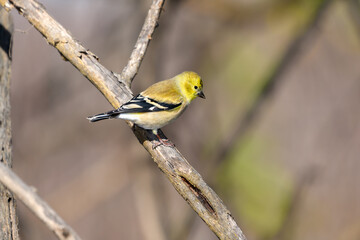 american Goldfinch - Spinus tristis