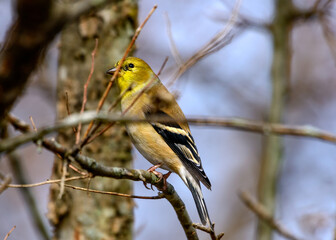 american Goldfinch - Spinus tristis